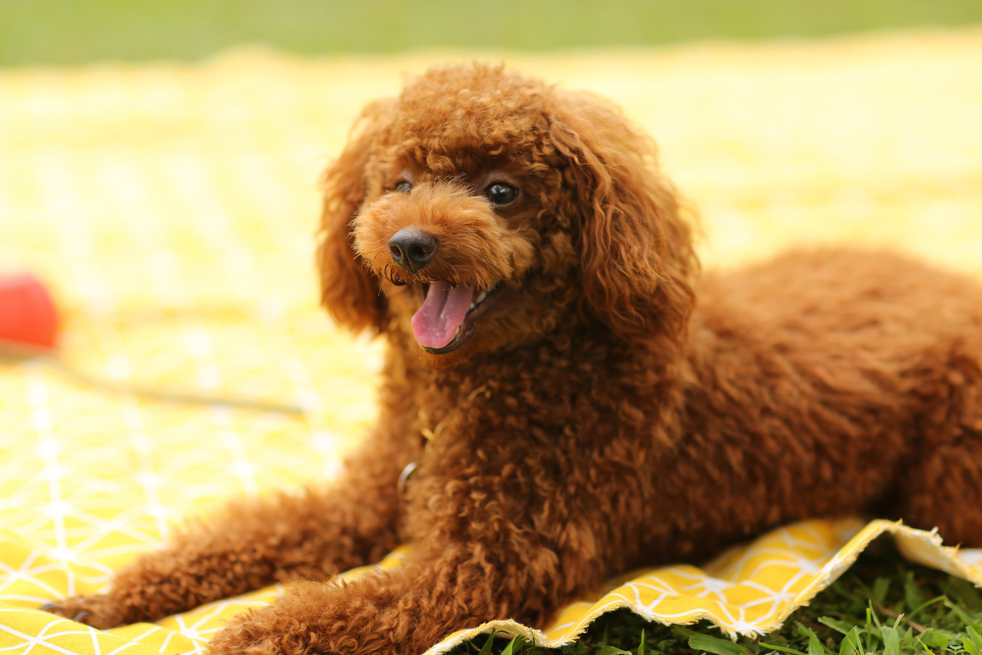 从狗狗性格分析,最适合养"泰迪"的人