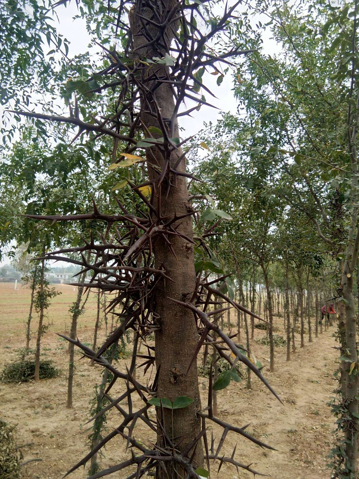 有院不栽狼牙棒!5种花草植物都属于"狼牙棒",你家栽种了吗?