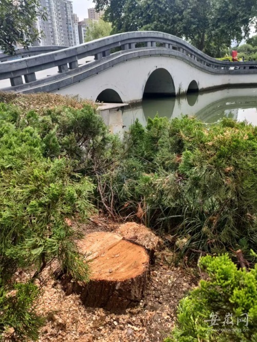 六安九墩塘畔十多棵柳树为何被砍?相关部门:有病虫害,后期将补植