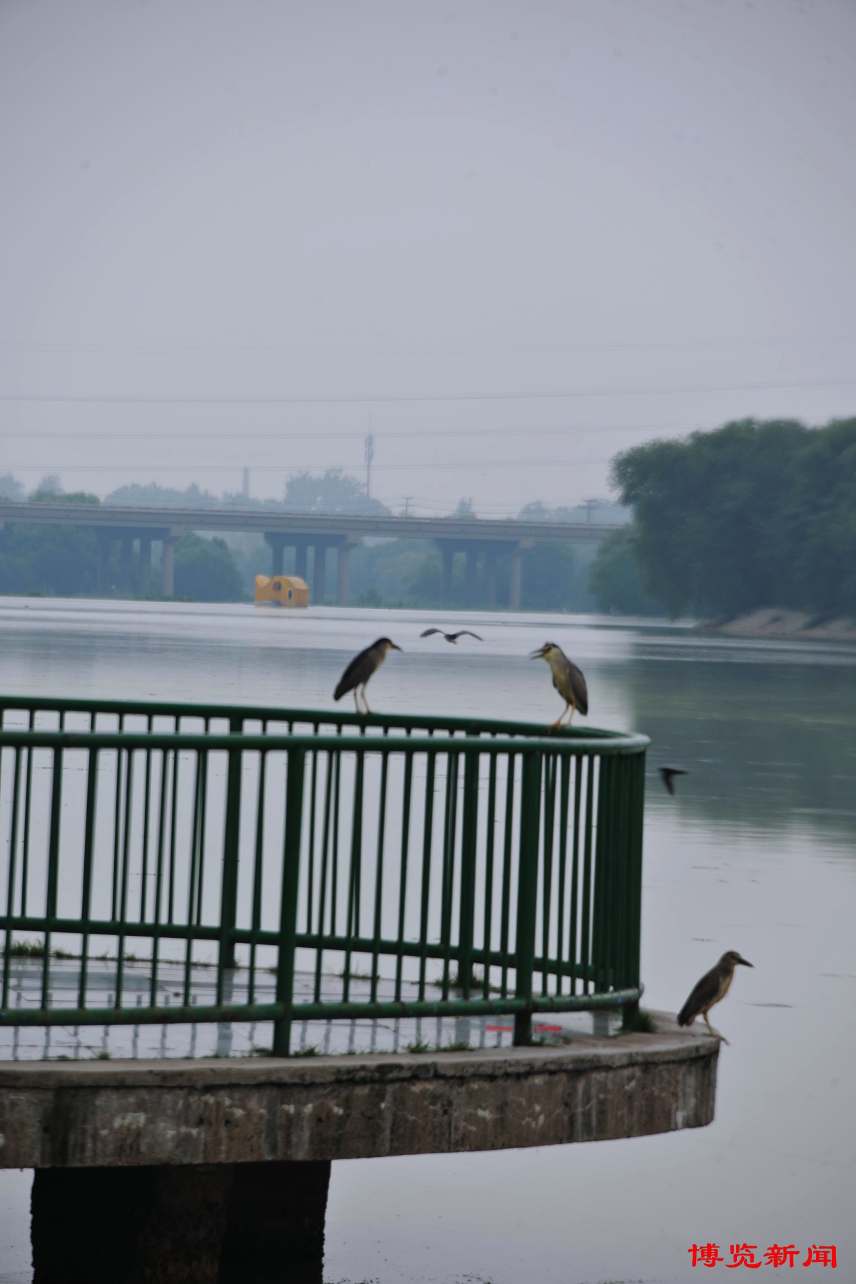 临淄太公湖湿地公园成"水鸟天堂"