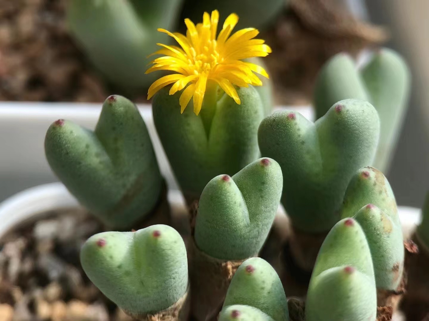 多肉植物 肉锥花 皮卡丘