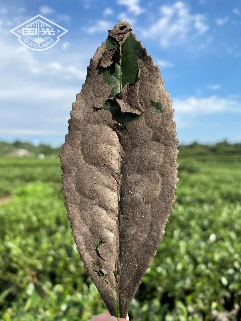 茶花烟煤病图片