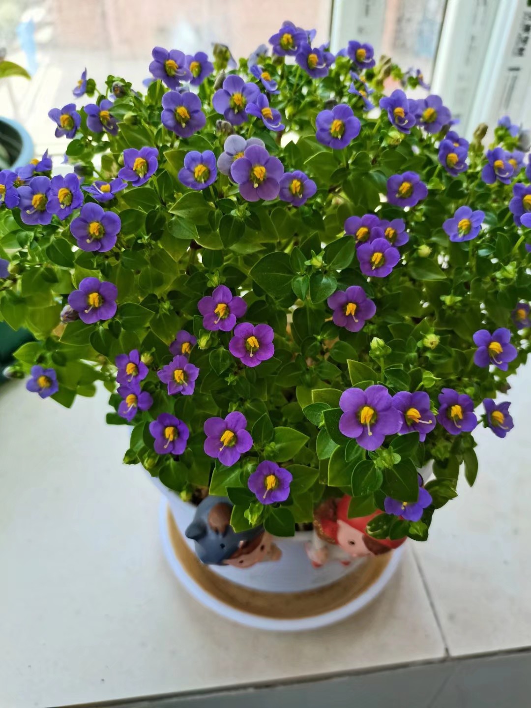 网红盆栽绿植—紫星花,清新秀美,芬芳怡人,栽培容易,周年花开