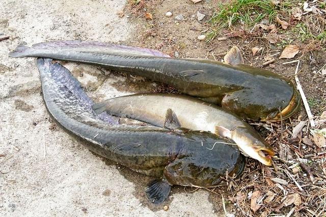 黑龙江鱼类之"三十二杂鱼"图谱