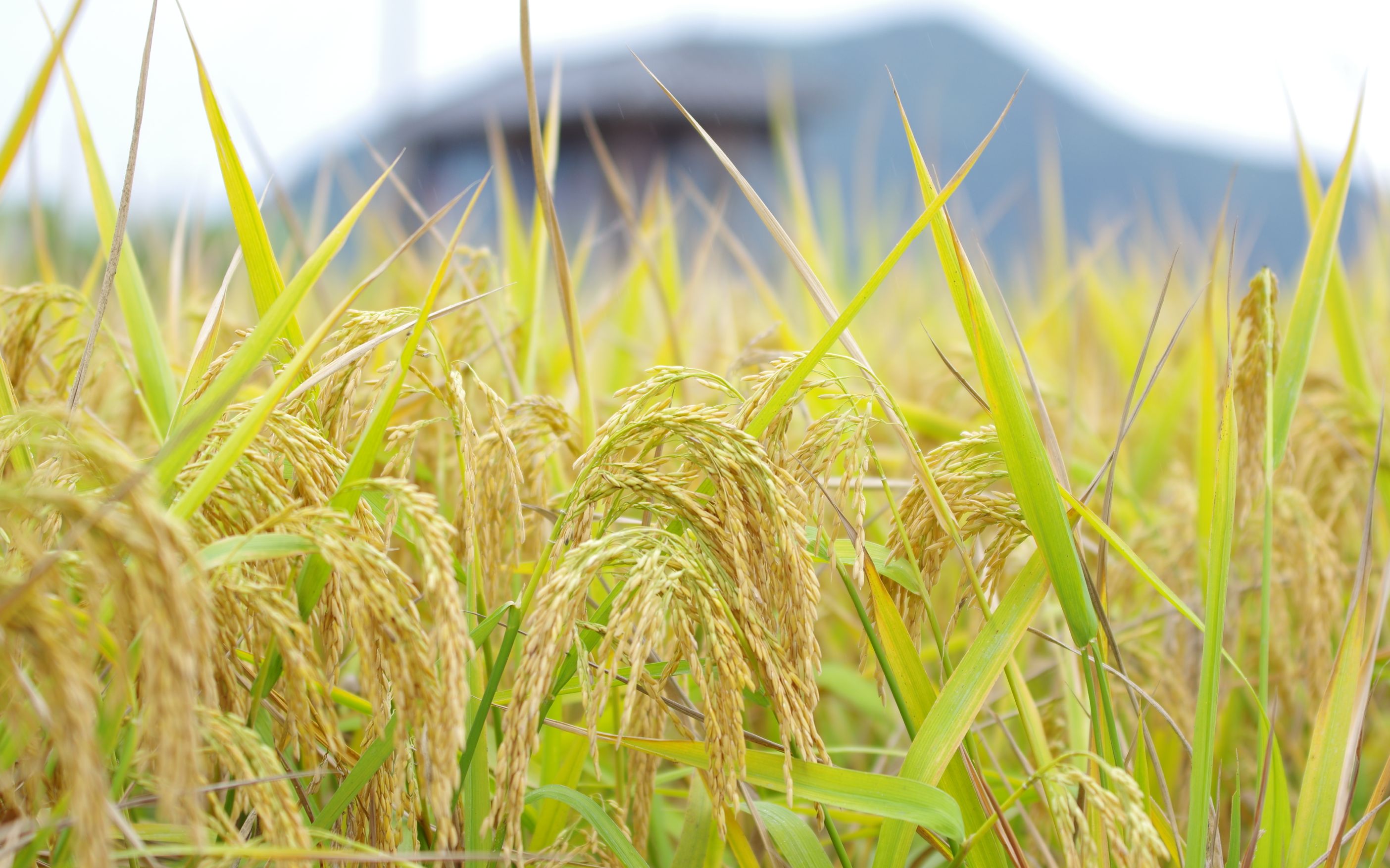 浙江仙居杨丰山村:被水稻改变的村庄 用丰收迎接二十大