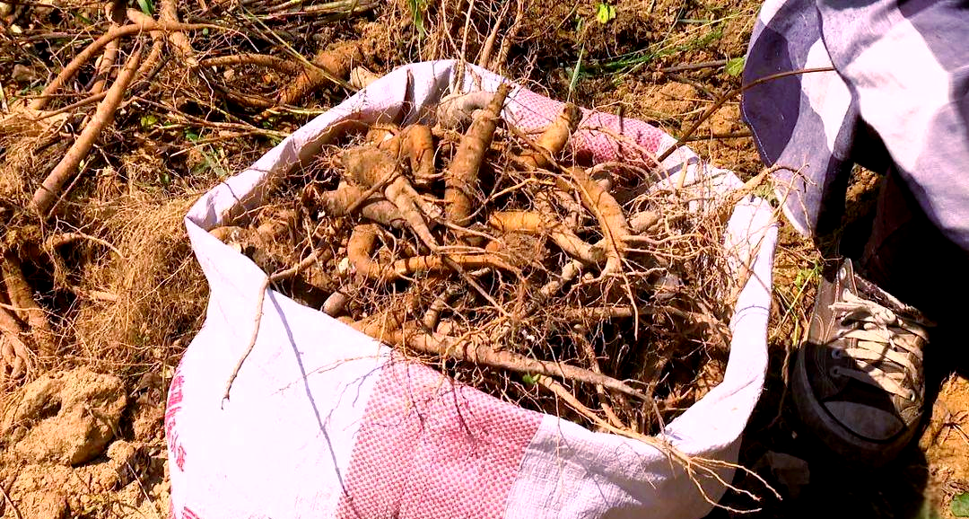 近日,在松阳县四都乡塘后村上后须中药材