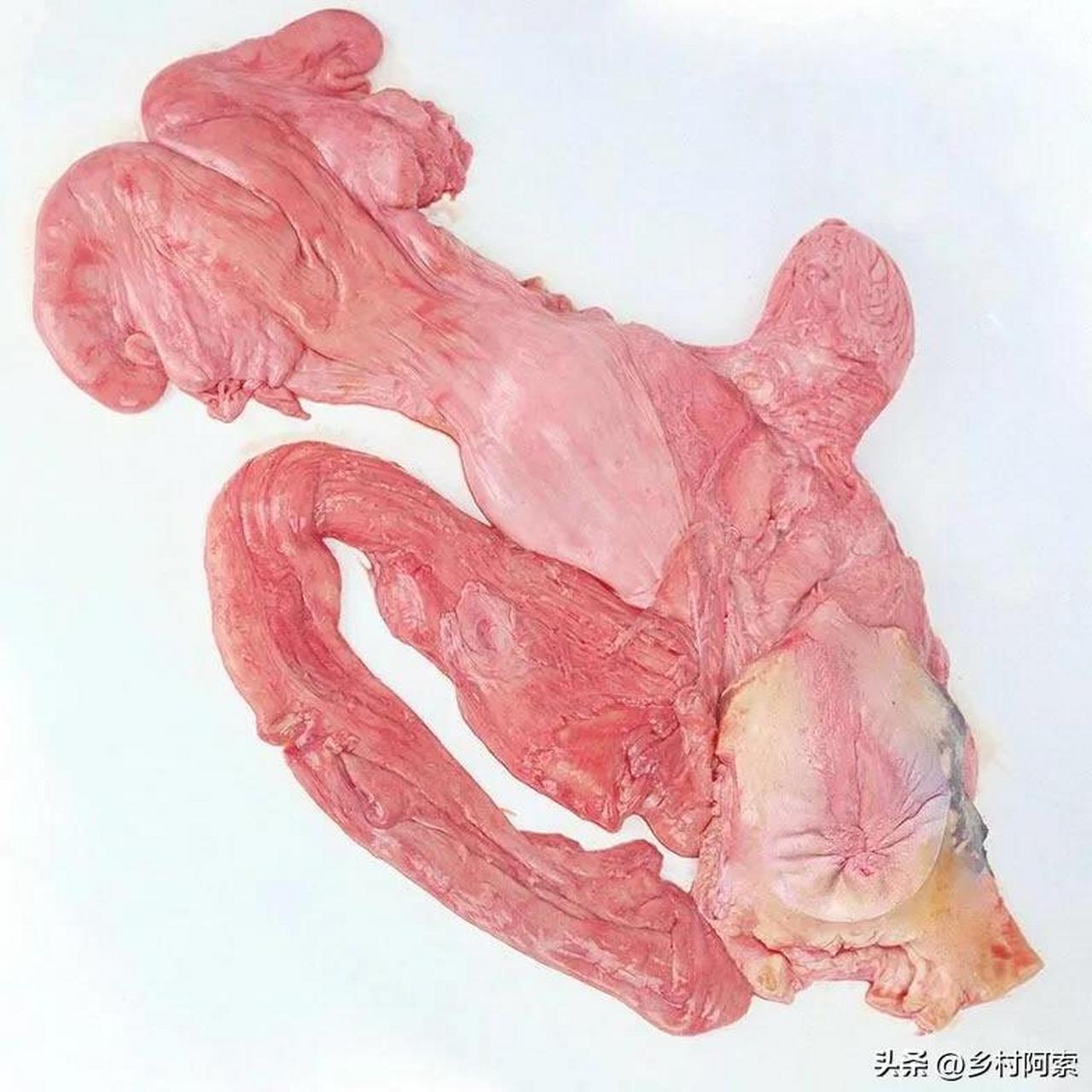 这种玩意应该很少人去吃吧牛欢喜确实是一个好东西,这种玩意要会煮