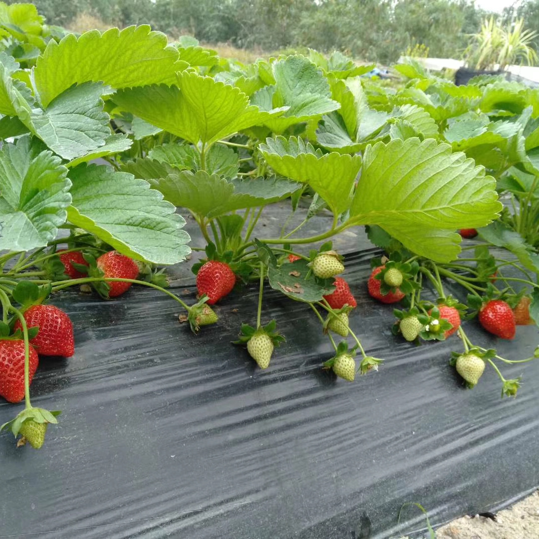 脱毒二代法兰地草莓苗广州地区种植首选品种,超高抗病能力耐运输