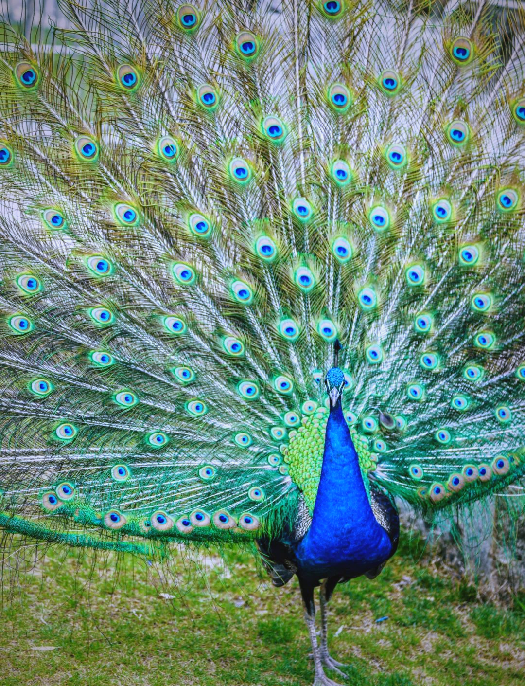 孔雀开屏的华丽时刻,探索其最佳观赏时间与特点
