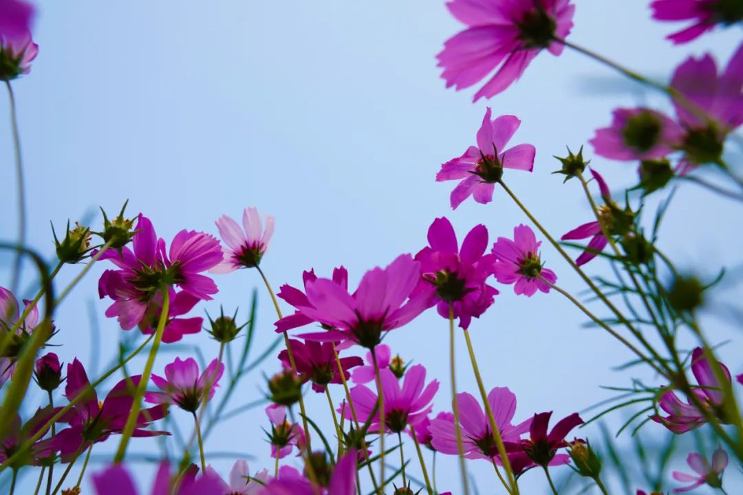 最近刷爆朋友圈的格桑花海,你来打卡了吗?