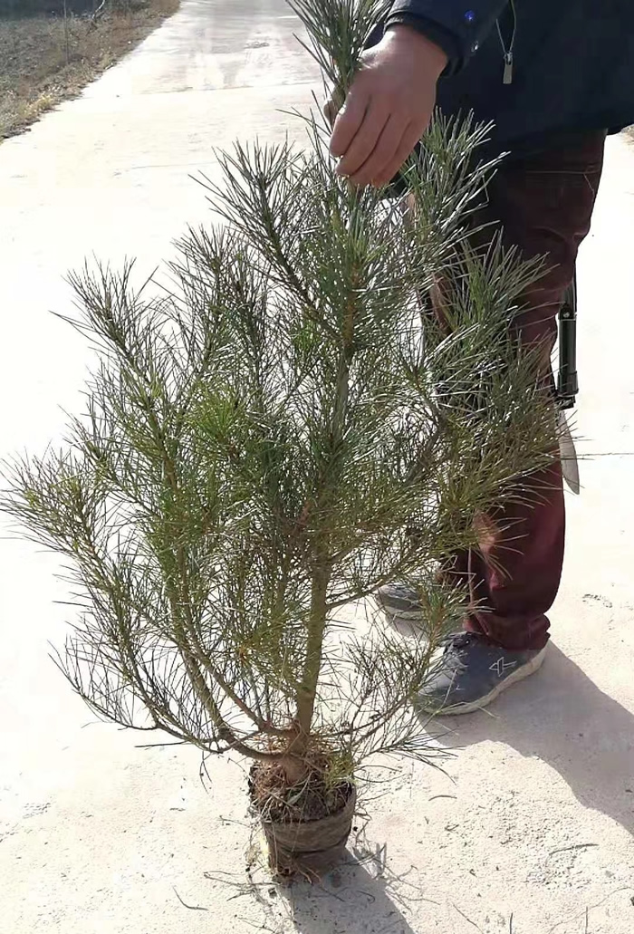 白皮松小苗价格多少钱?