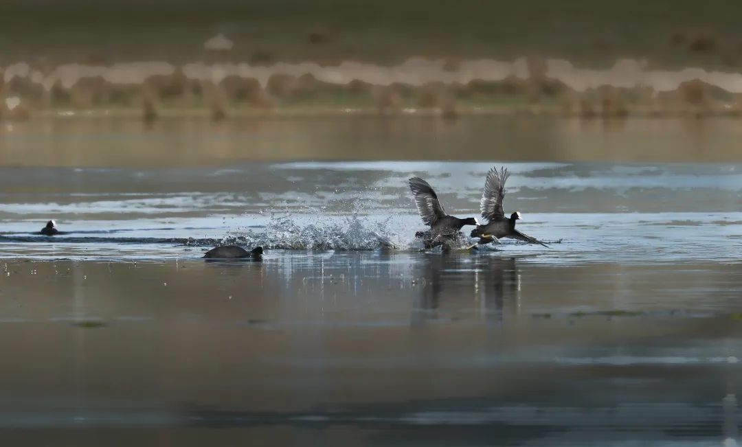 化德野生鸟集锦(五)|白骨顶鸡