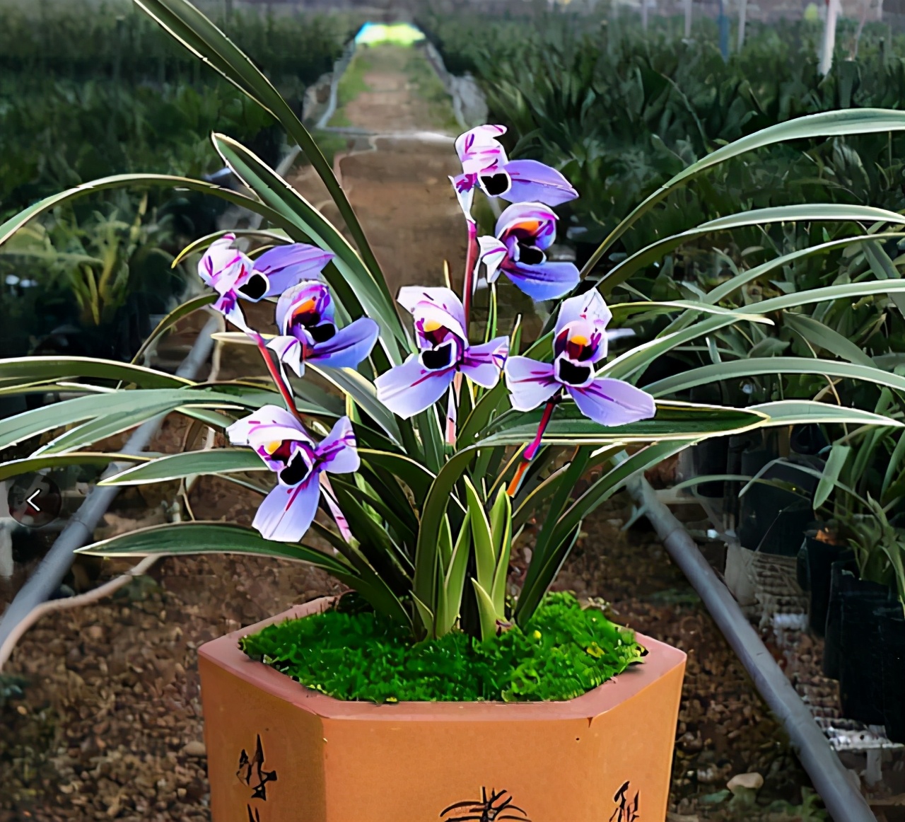 此兰寓意"长命百岁",花色罕见,又美又香,很多人没见过