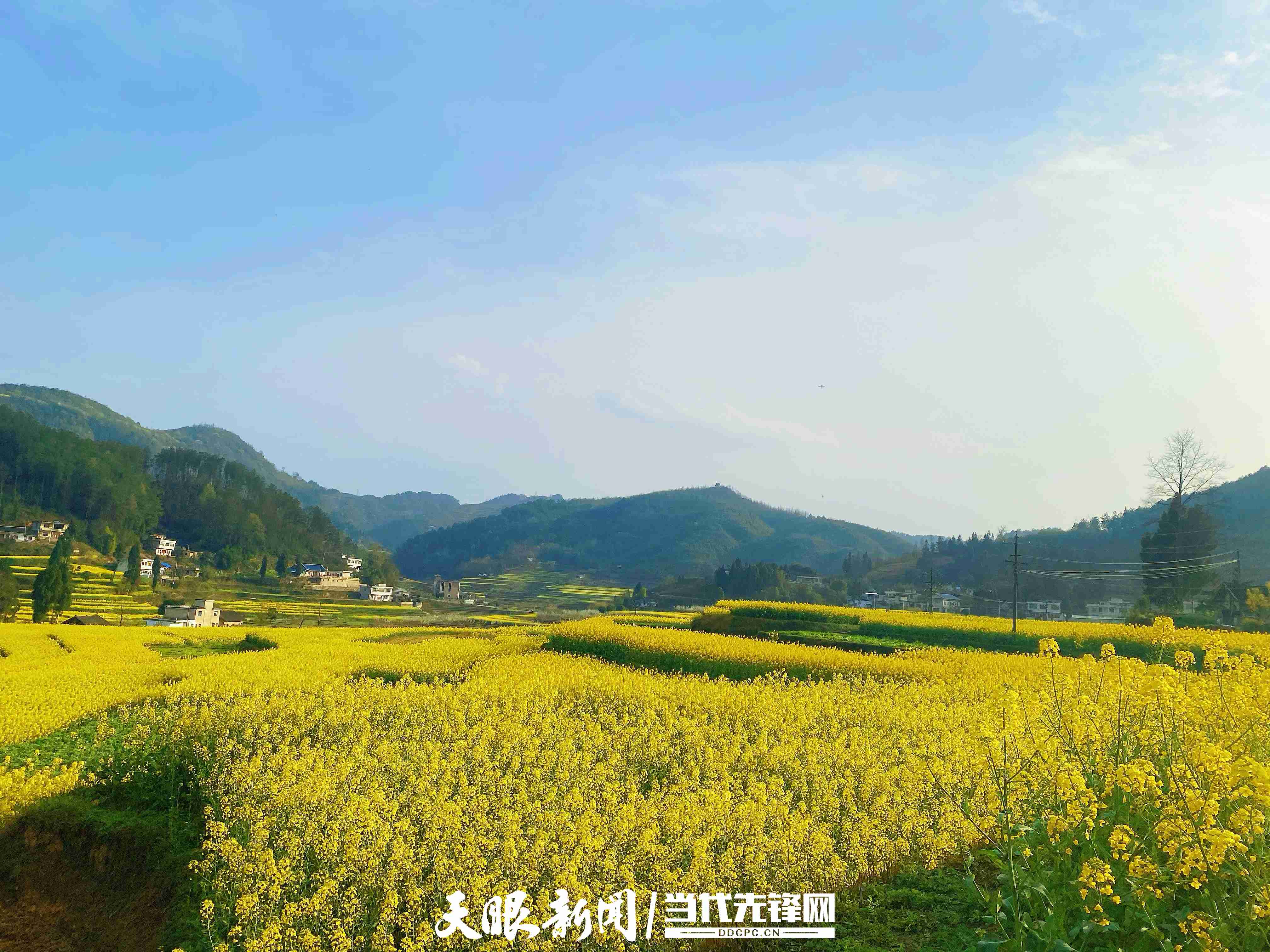 瓮安玉山镇龙蟠村:"三带"助推农业高质量发展