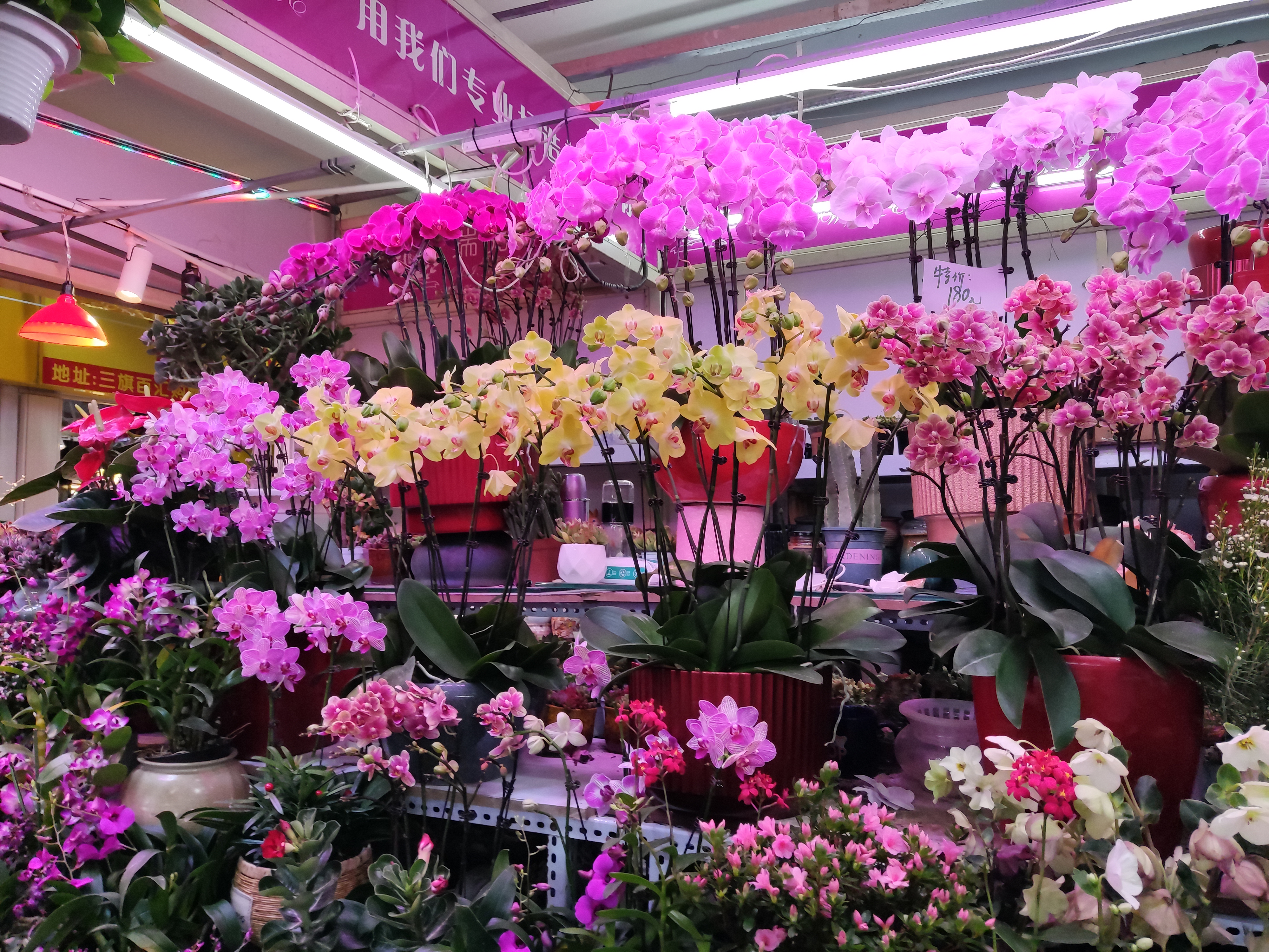 回龙观三旗百汇花鸟鱼虫市场探店