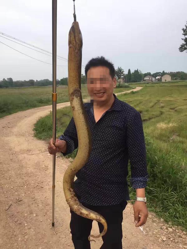 乡村旧事:断了尾巴的黄鳝精