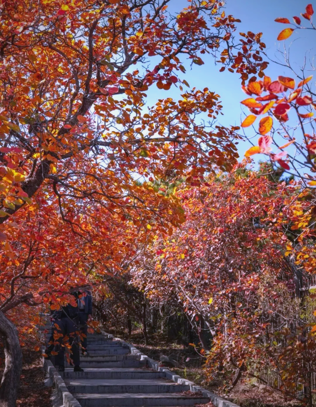 北京西山国家森林公园红叶盛景,漫山遍野如火如锦,美景超赞