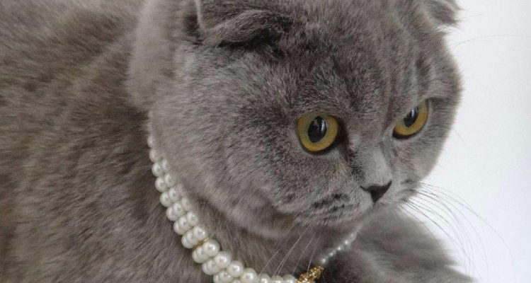 什么是假折耳猫