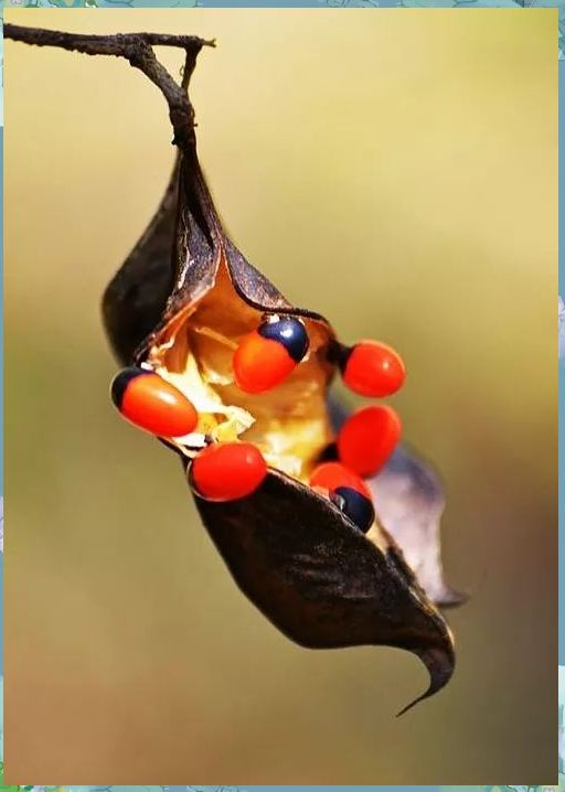 魅力中药探秘:相思子的传奇之旅与多样应用