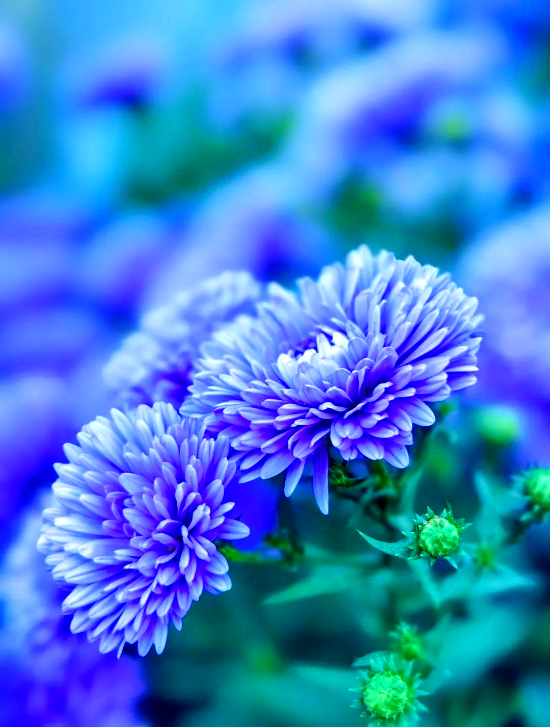 武汉金秋菊展出现蓝色"菊花"?专家解答