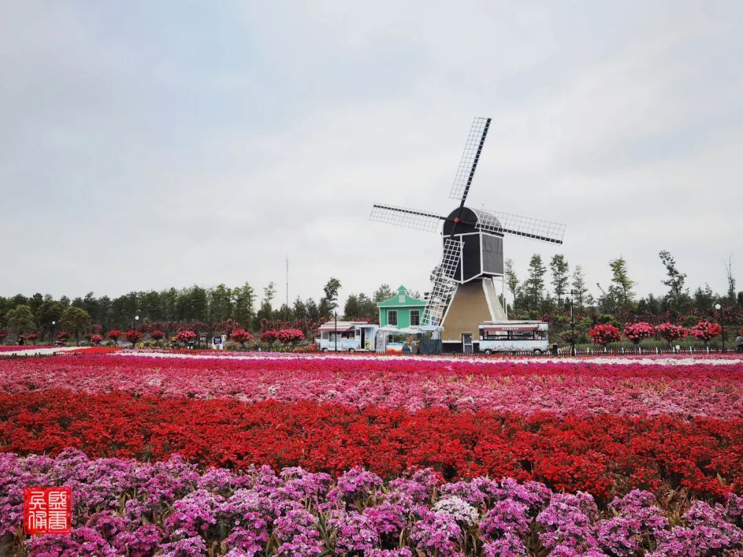 盐城 ▏荷兰花海任徜徉 姹紫嫣红争斗艳