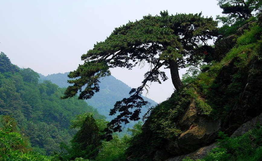 泰山古松图片图片