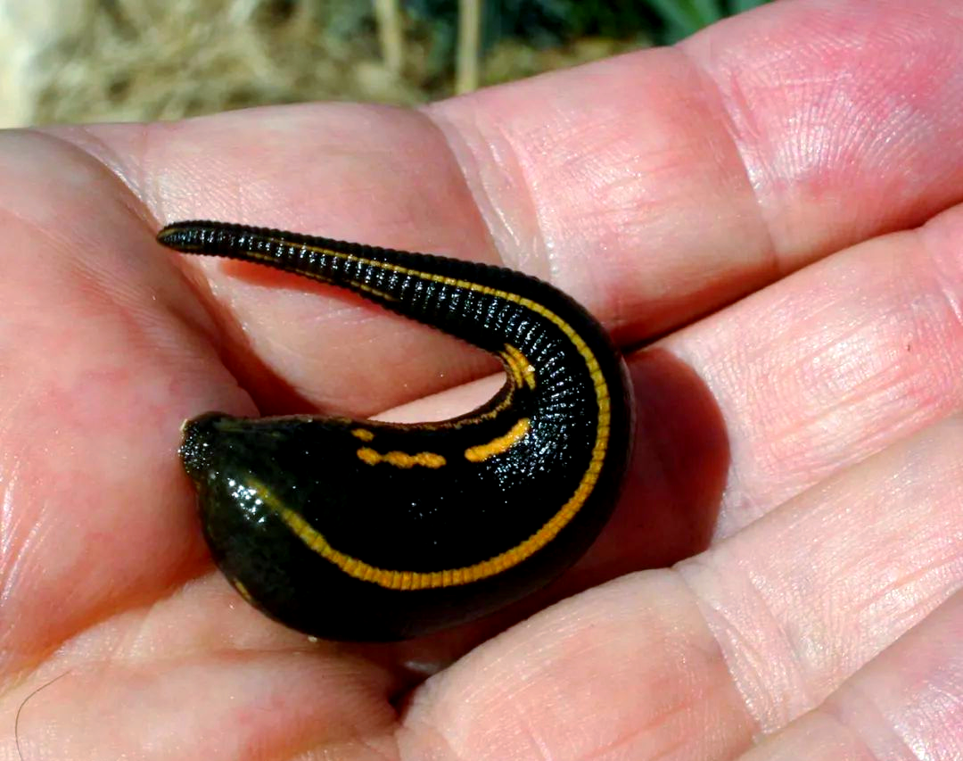 从恐惧到好奇:蚂蟥的童年回忆与现代认知