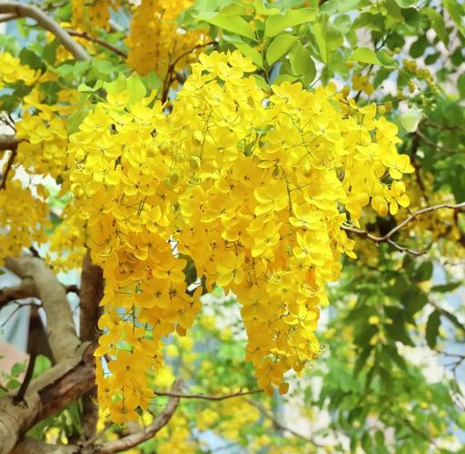 泰国派克隆花市:鲜花盛放的文化与经济之旅