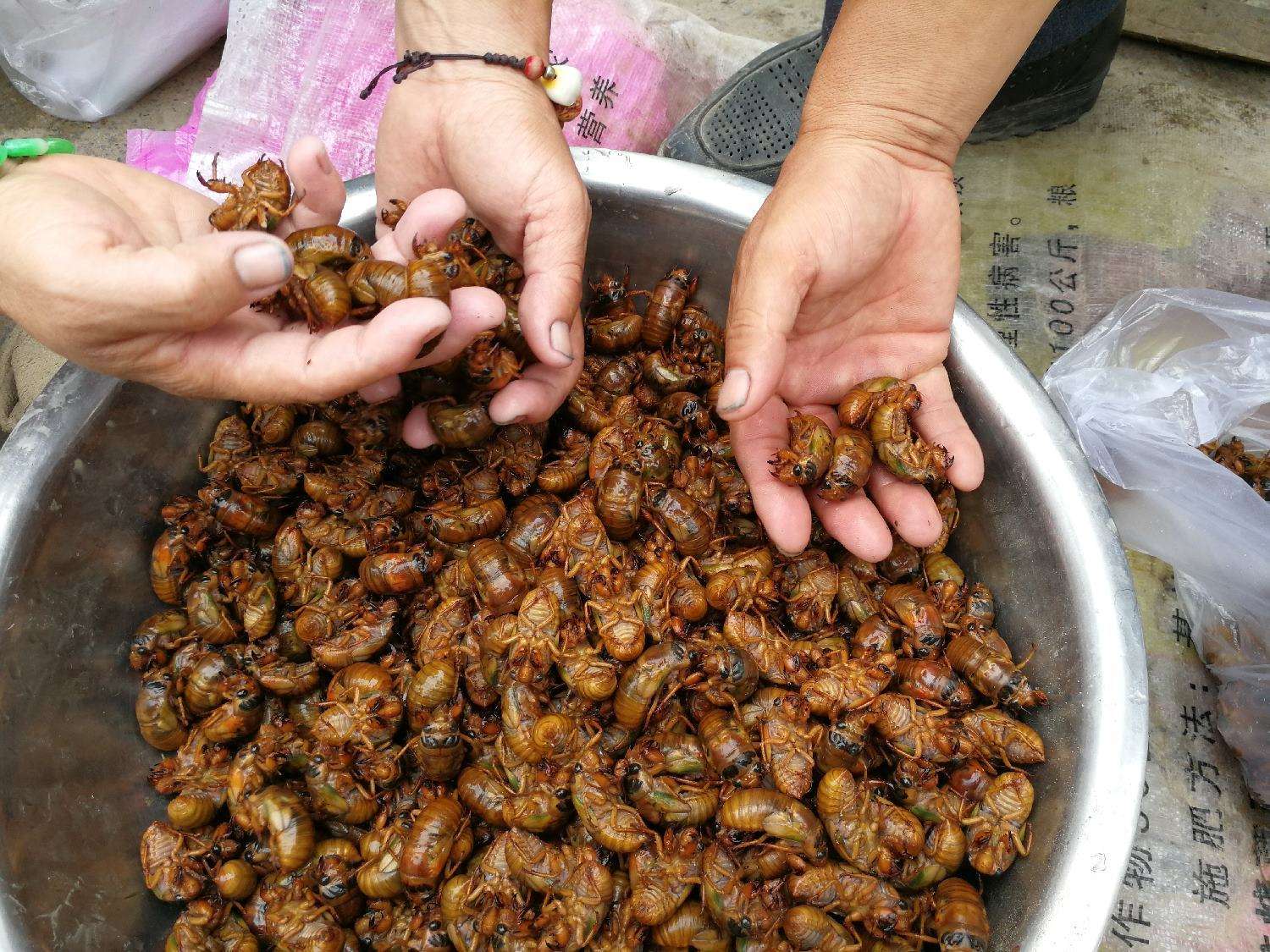 养殖金蝉赚钱吗,我们该如何养殖,需要注意哪些事项?