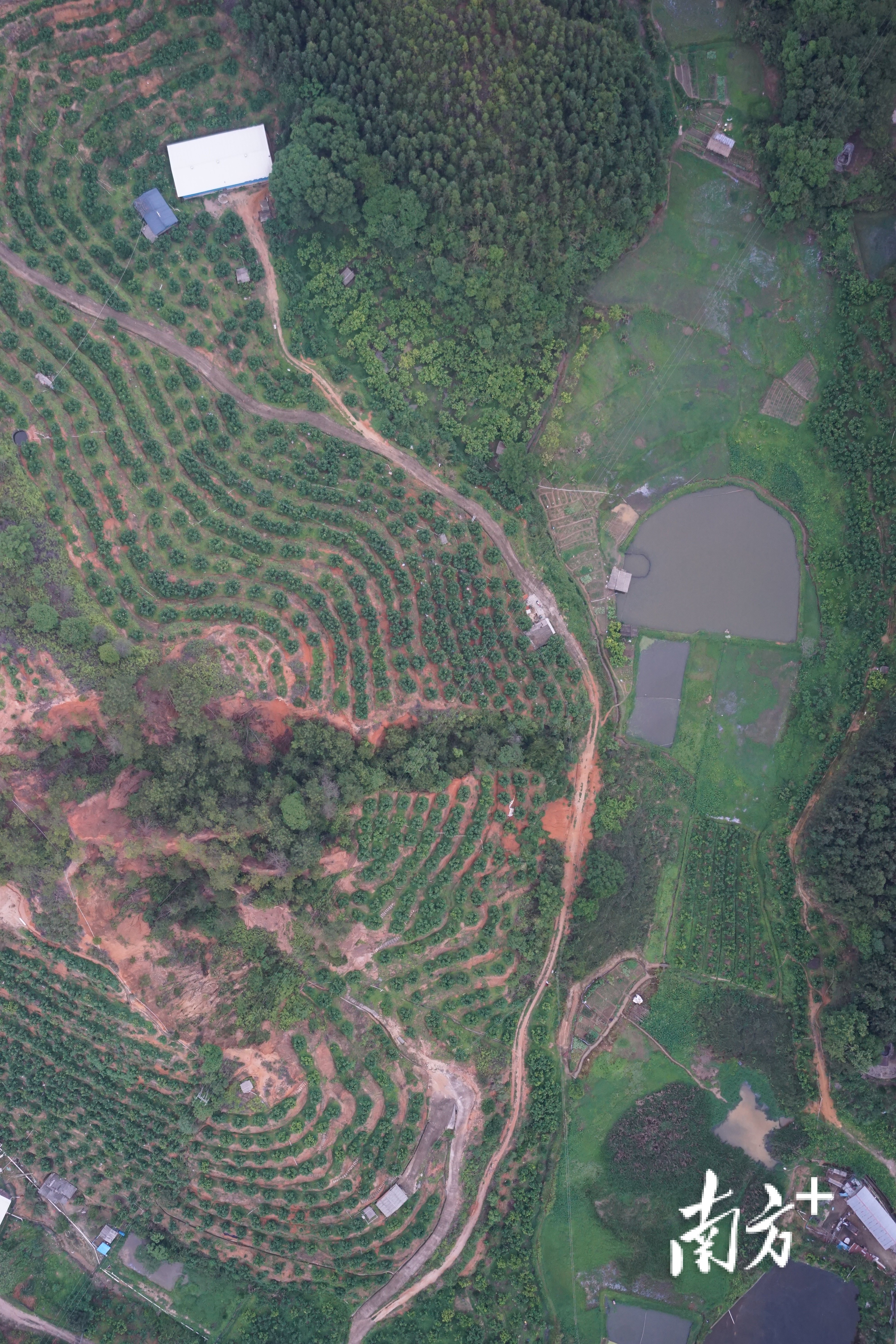 推动绿美大埔建设!大埔县切实加强森林资源违法图斑查处整改