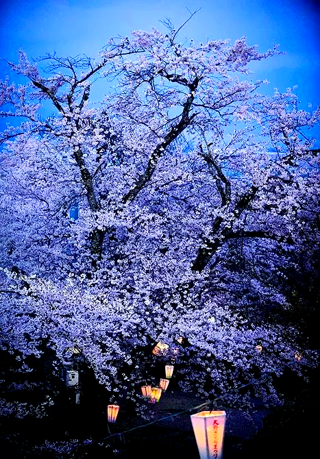 探索日本:樱花盛放的国度「检索意图不可知」