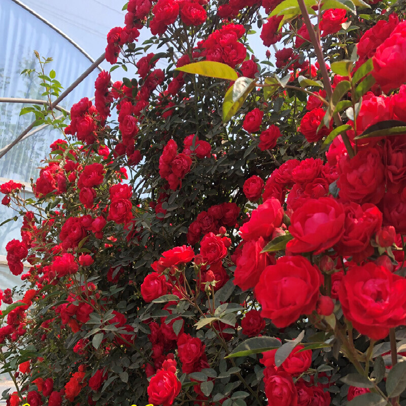 淘汰月季吧!阳台栽上"红木香",花朵艳,香气浓,打理还简单