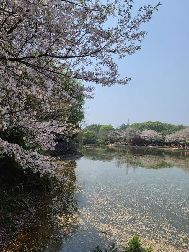 江西省林科院的樱花盛开了