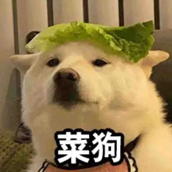 QQ白菜狗表情包图片
