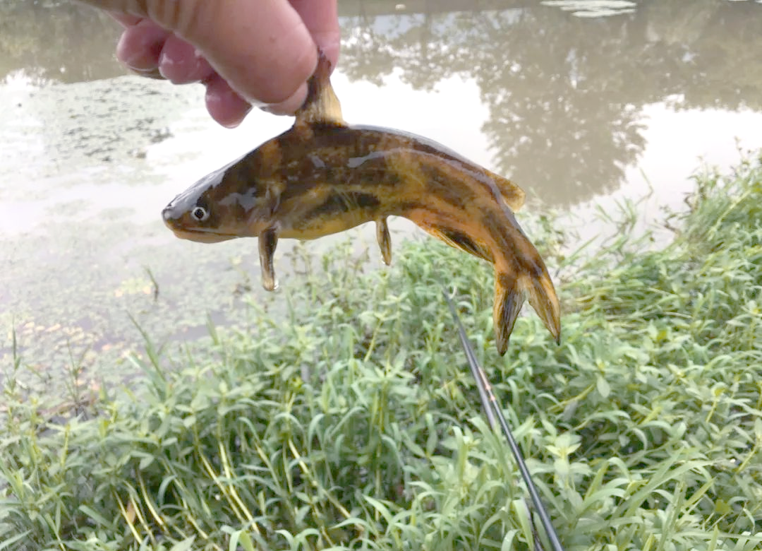 钓昂刺鱼全攻略:时间地点饵料,钓出满满收获