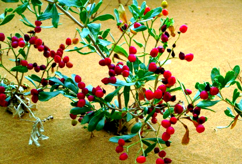 白刺果:沙漠中的绿色瑰宝,营养丰富的野生水果