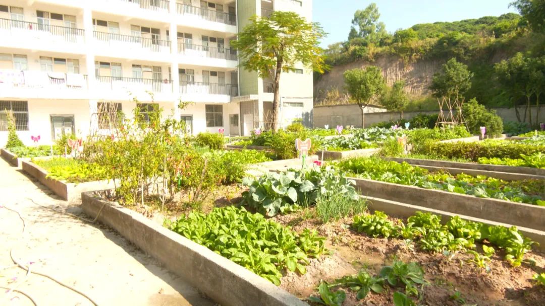 校(园)长有"新"声丨漳州市长泰区古农农场中心小学校长 林加添:我们都