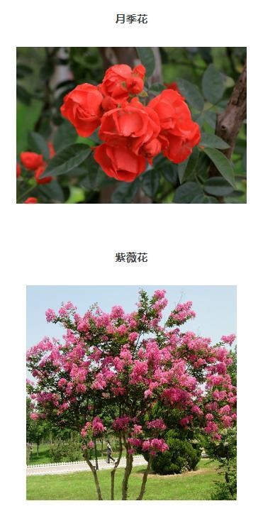 南充市树市花是啥?你说了算!