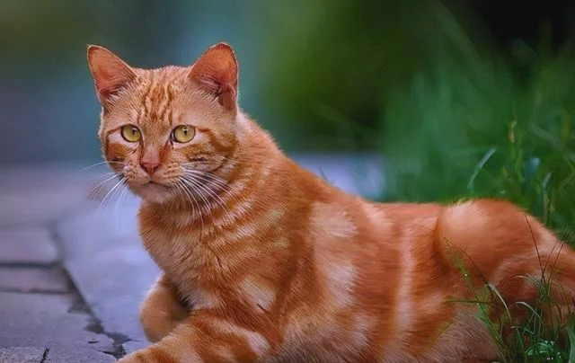 中国田园猫中的黄狸猫:一种活泼且易饲养的猫咪品种