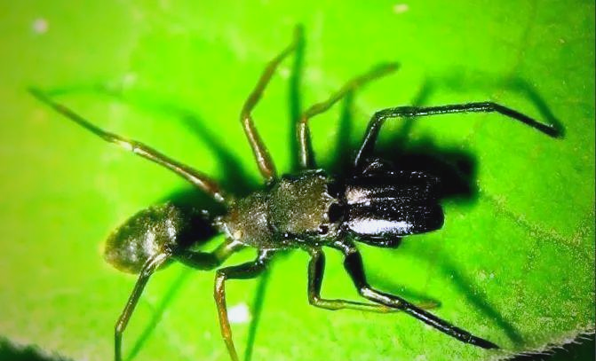 大蚁蛛:一种拟态成蚂蚁的蜘蛛,捕食蚂蚁的独特生存策略
