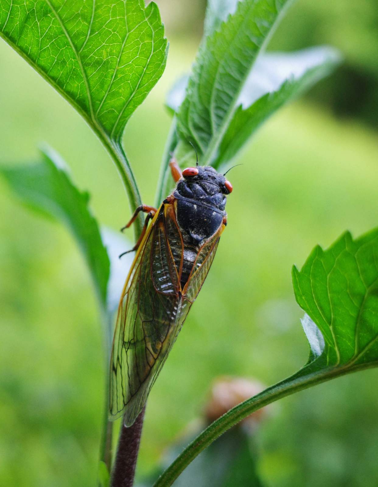 (15)17年蝉 破土而出