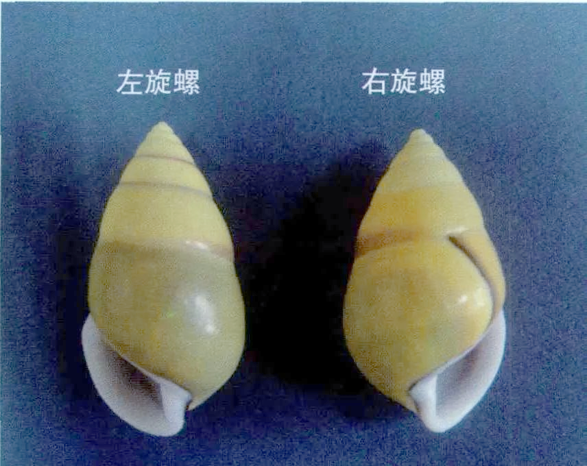 螺壳为何大多为右旋?探究自然界中的螺旋现象