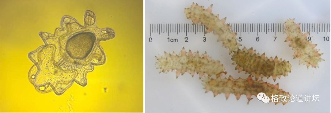 嘘……这些不吃不喝,一动不动的海参,正在"重生"|罗鹏