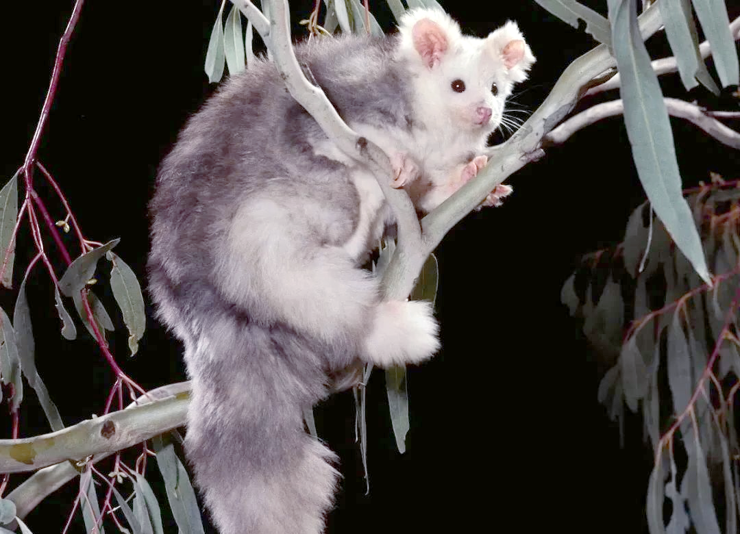 澳洲发现真实版"米老鼠":大袋鼯属新物种的奥秘和保护意义