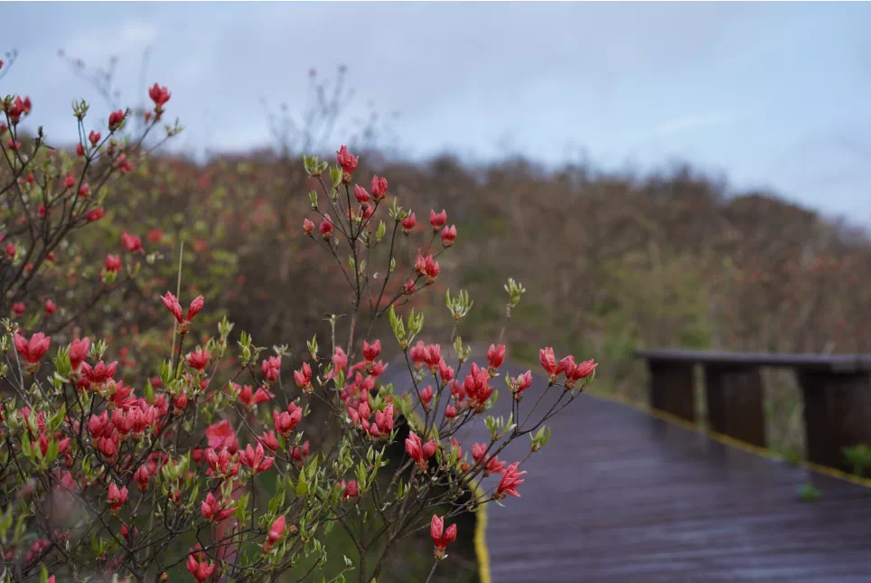 大围山杜鹃花节4月25日开幕