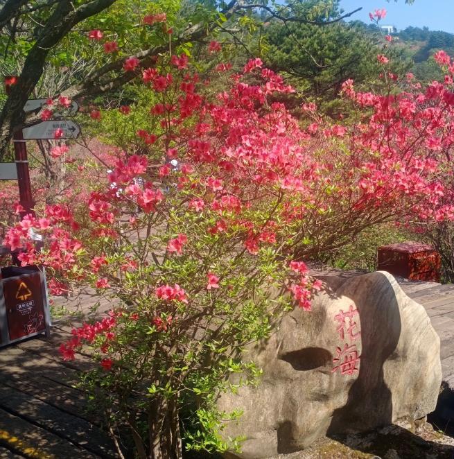 421龟峰山杜鹃花海实况