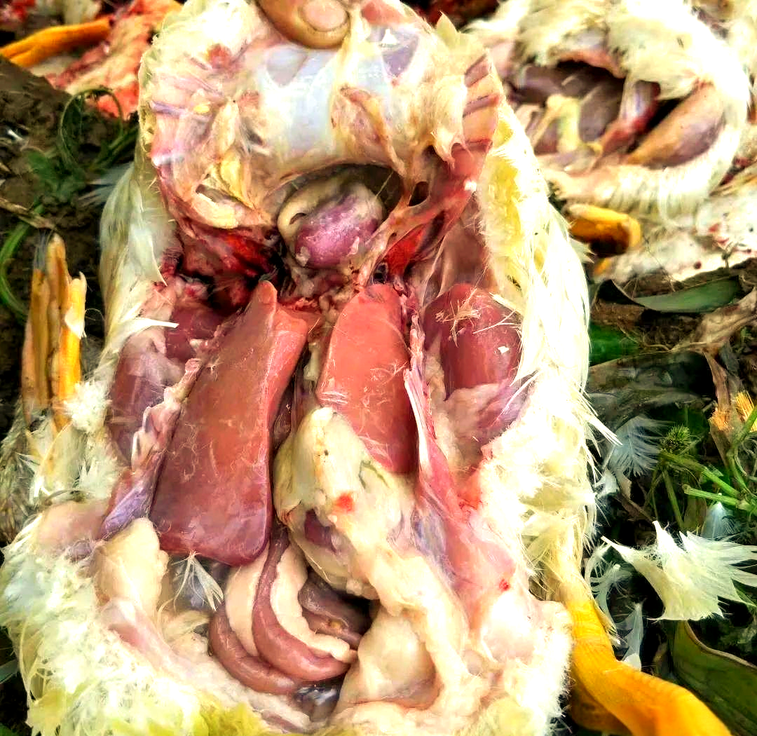 探讨鹅浆膜炎的发病原因与治疗方法,预防与控制并重!
