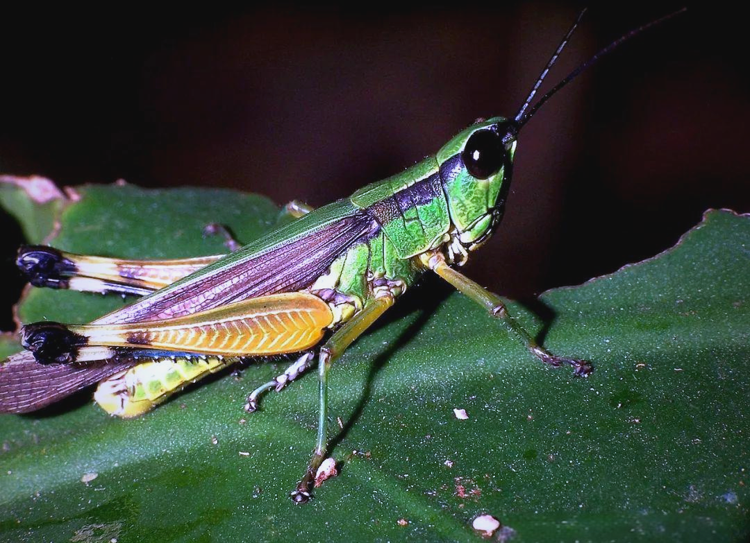 全球众多令人畏惧的蝗虫品种