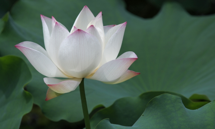 水中芙蓉是什么花