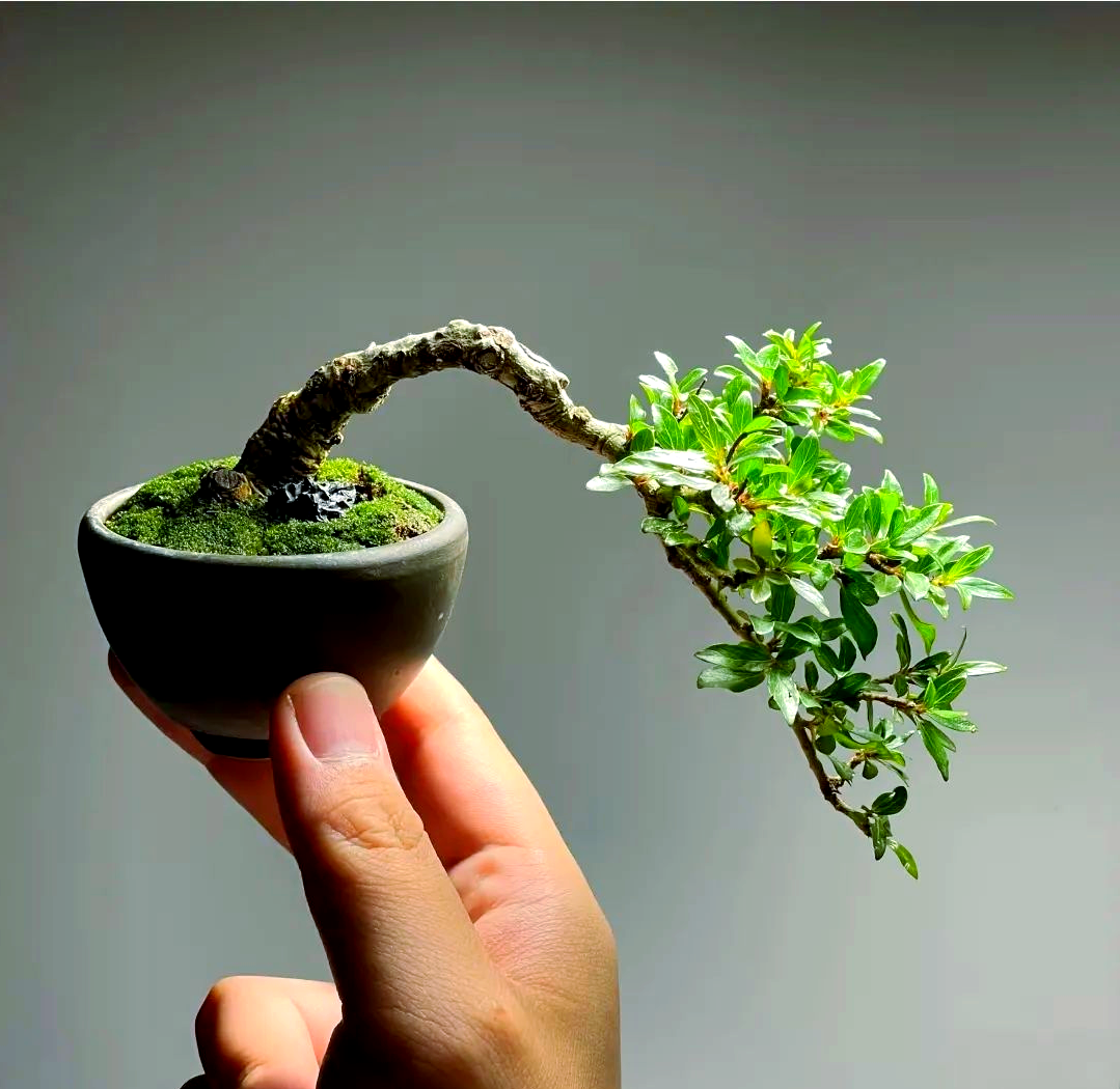 微型盆景的魅力:方寸之间尽显自然之美